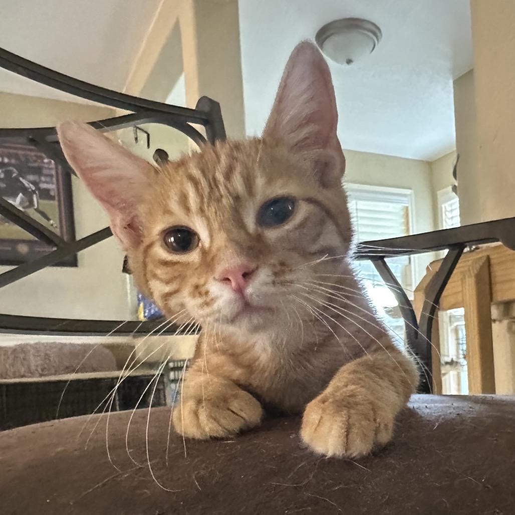 Tumeric, Adoptable, Young Male Domestic Short Hair.