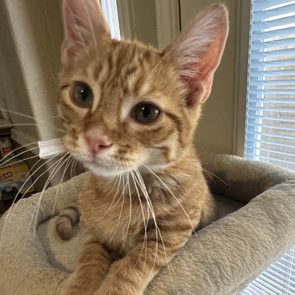 Enlarge Tumeric, a Adoptable Domestic Short Hair in Houston, TX image 4/5