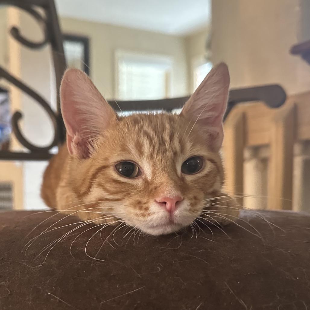 Enlarge Tumeric, a Adoptable Domestic Short Hair in Houston, TX image 5/5