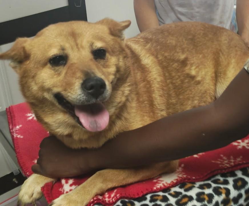 Rayne, adopted, Adult Female Cardigan Welsh Corgi & German Shepherd Dog.
