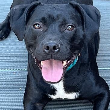 Enlarge Hope, a Adoptable mixed breed in Chelmsford, MA image 1/5