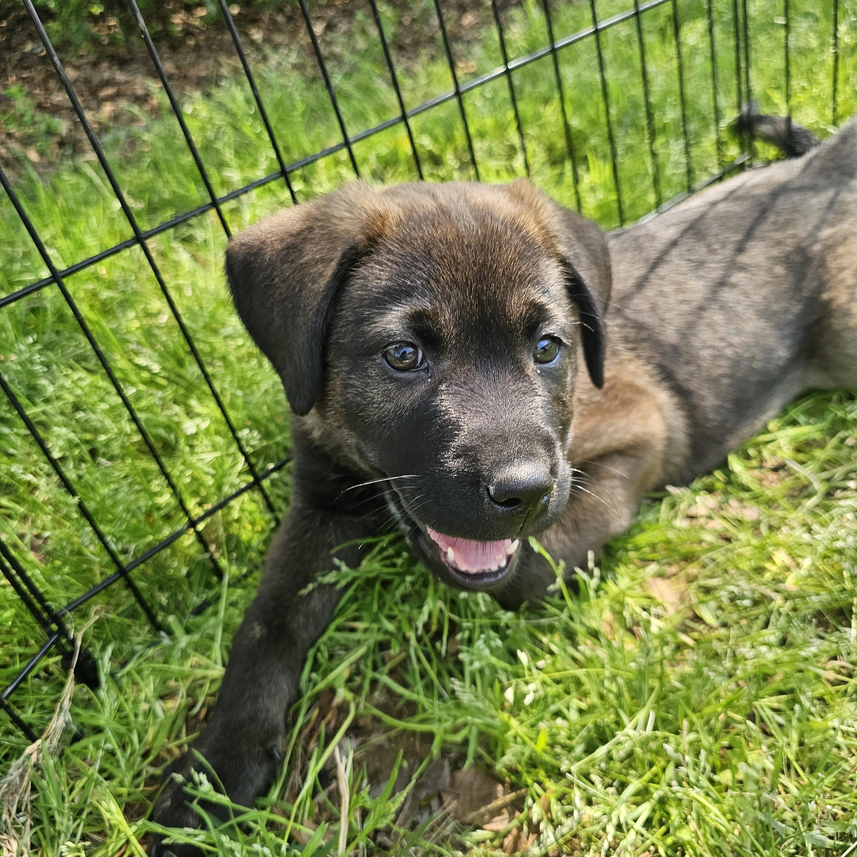 Enlarge Emerald, a ADOPTABLE mixed breed in Monroe, NC image 2/2