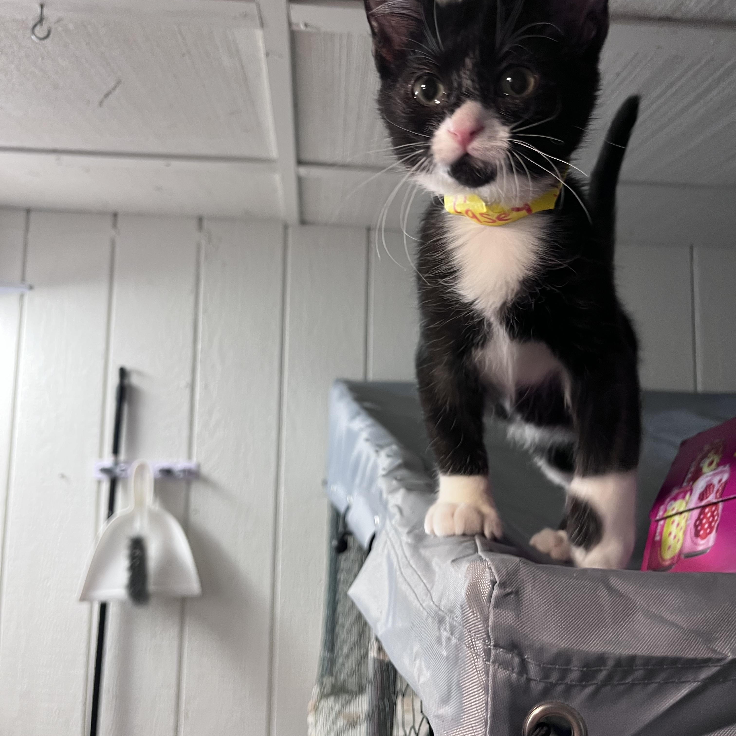 Enlarge Casey Jones, a Adoptable Domestic Short Hair in Eugene, OR image 3/3