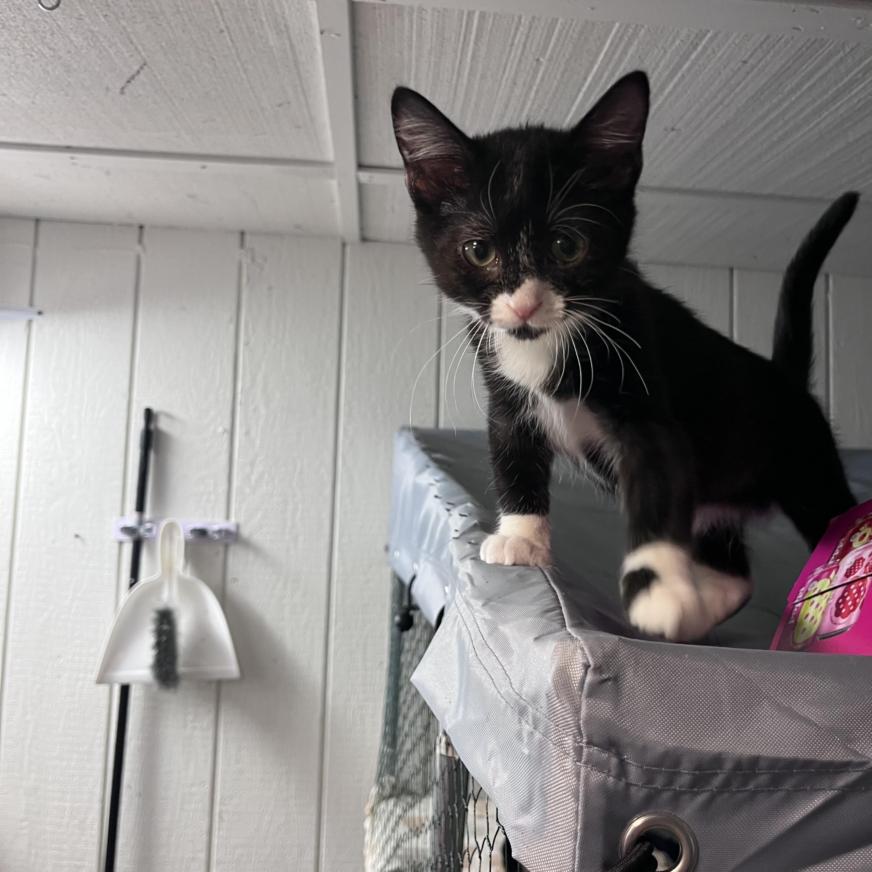 Enlarge Casey Jones, a Adoptable Domestic Short Hair in Eugene, OR image 2/3