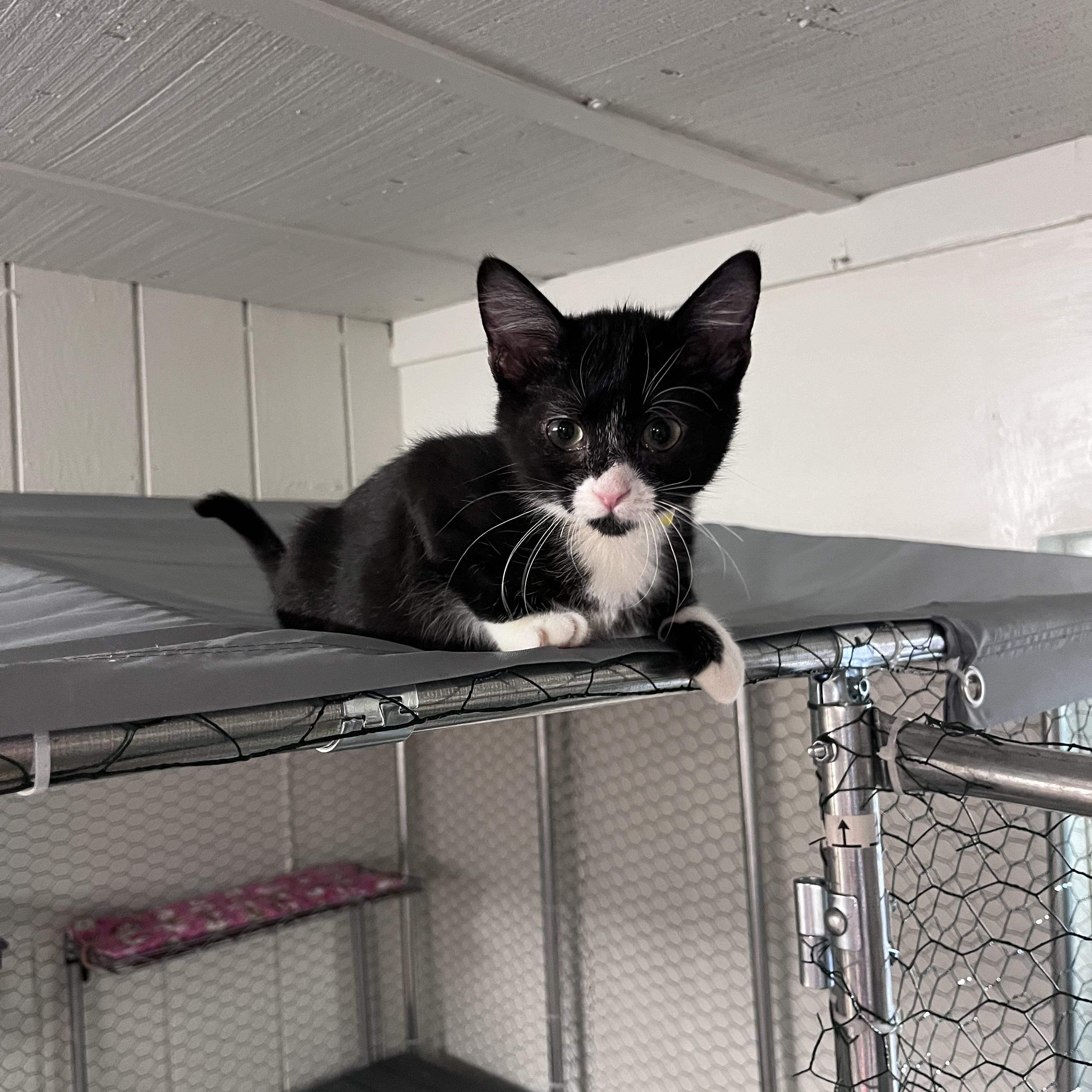 Casey Jones, Adoptable, Kitten Male Domestic Short Hair.
