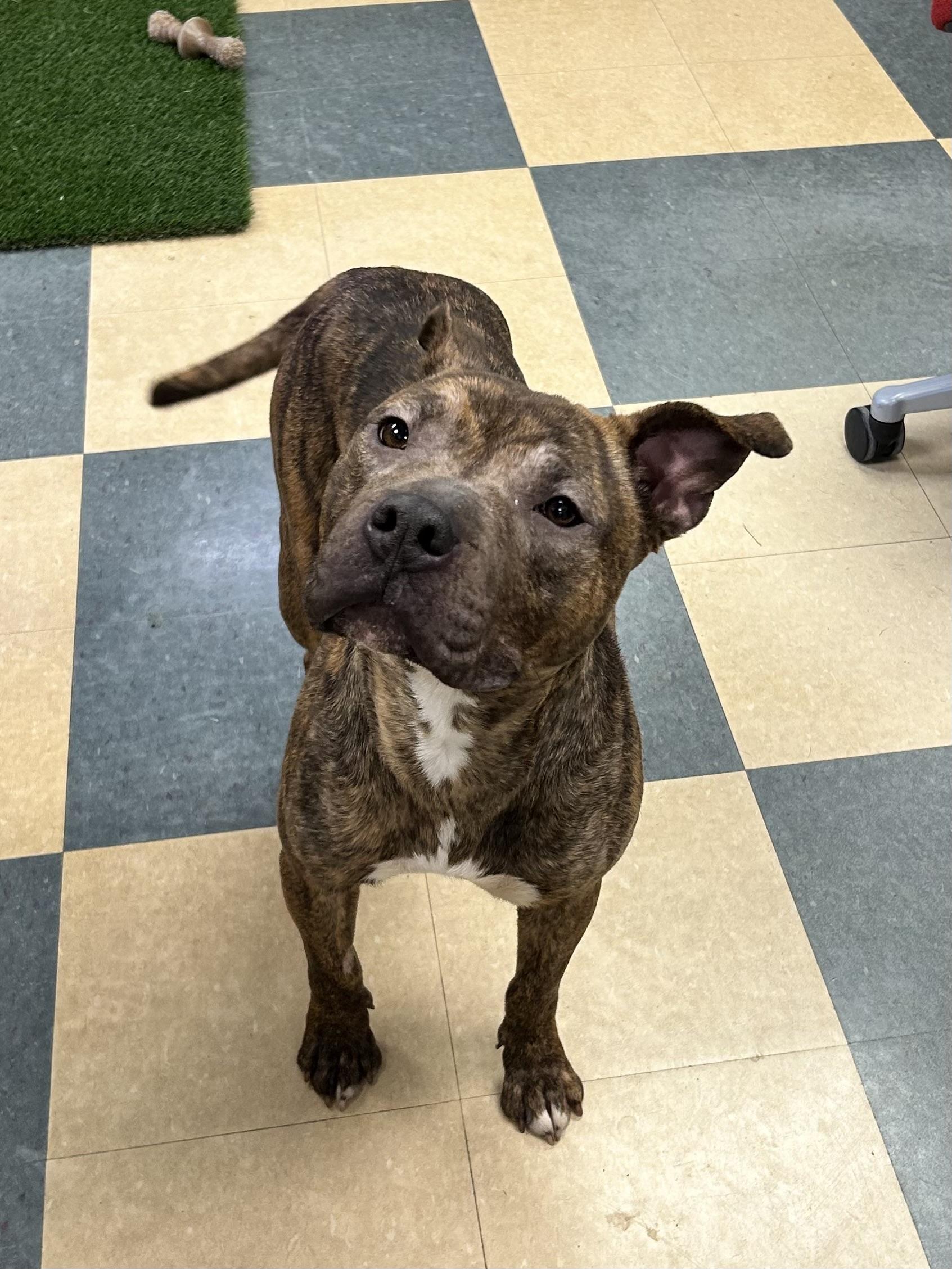 Jelly Bean, an adoptable Bulldog in Caledon, ON image 4/6