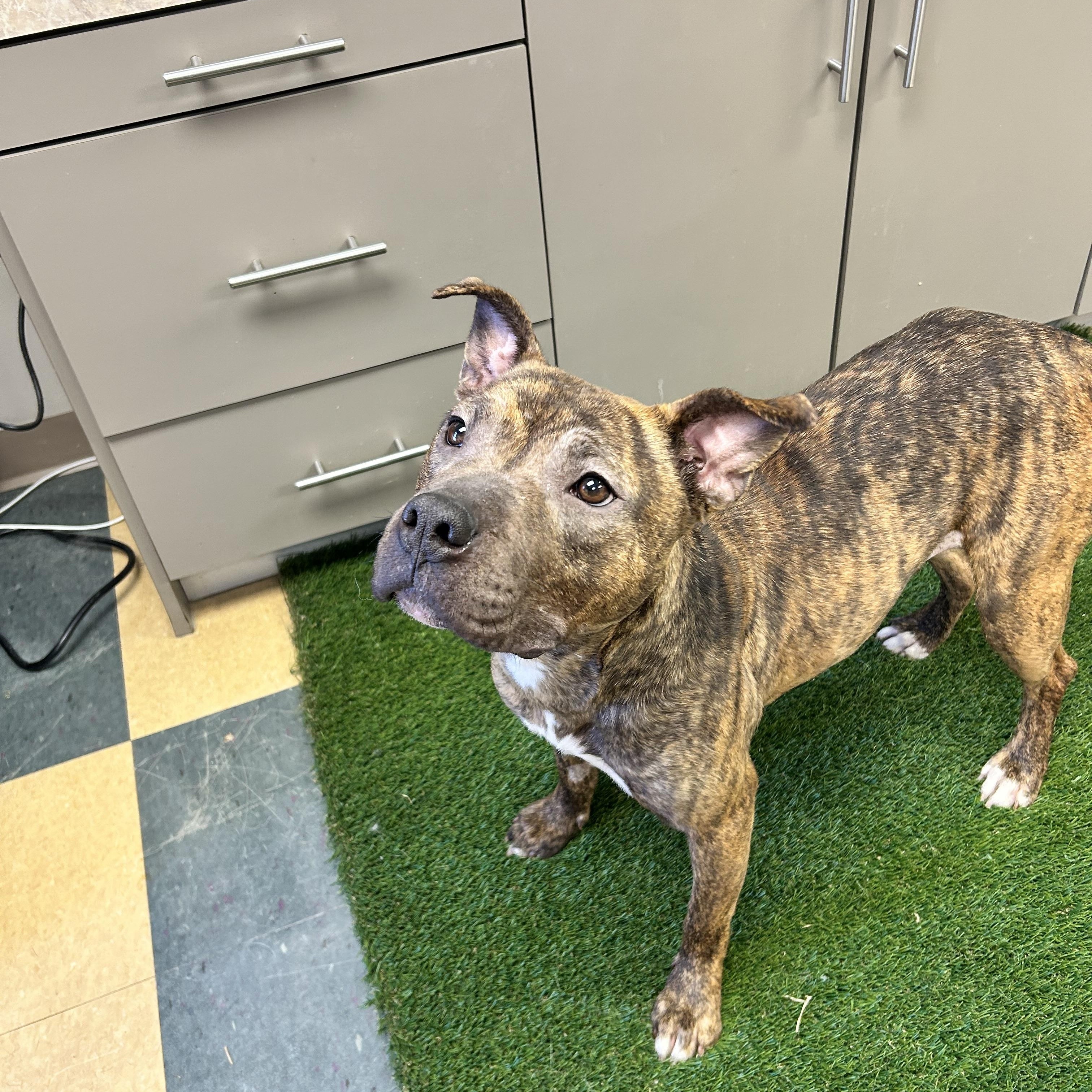 Jelly Bean, an adoptable Bulldog in Caledon, ON image 5/6