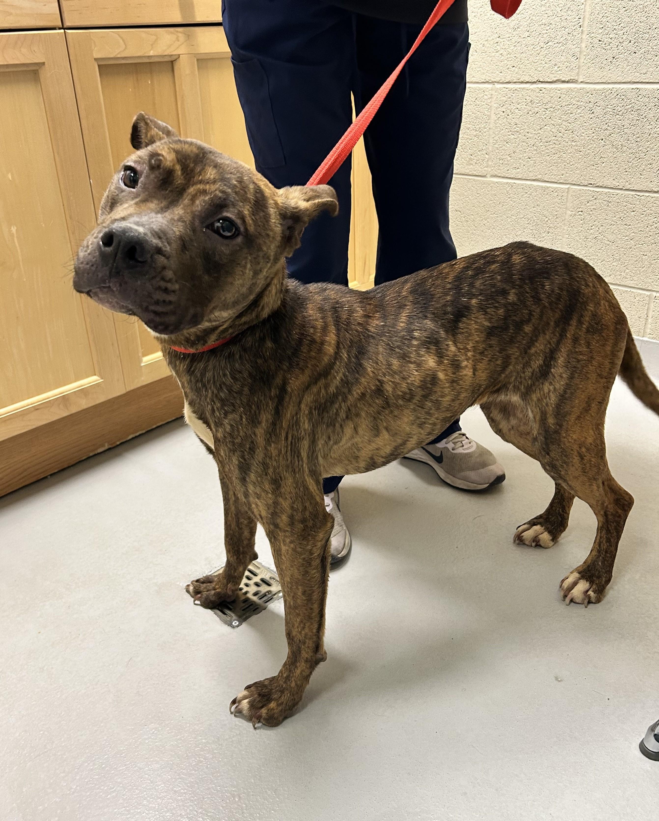 Jelly Bean, an adoptable Bulldog in Caledon, ON image 6/6