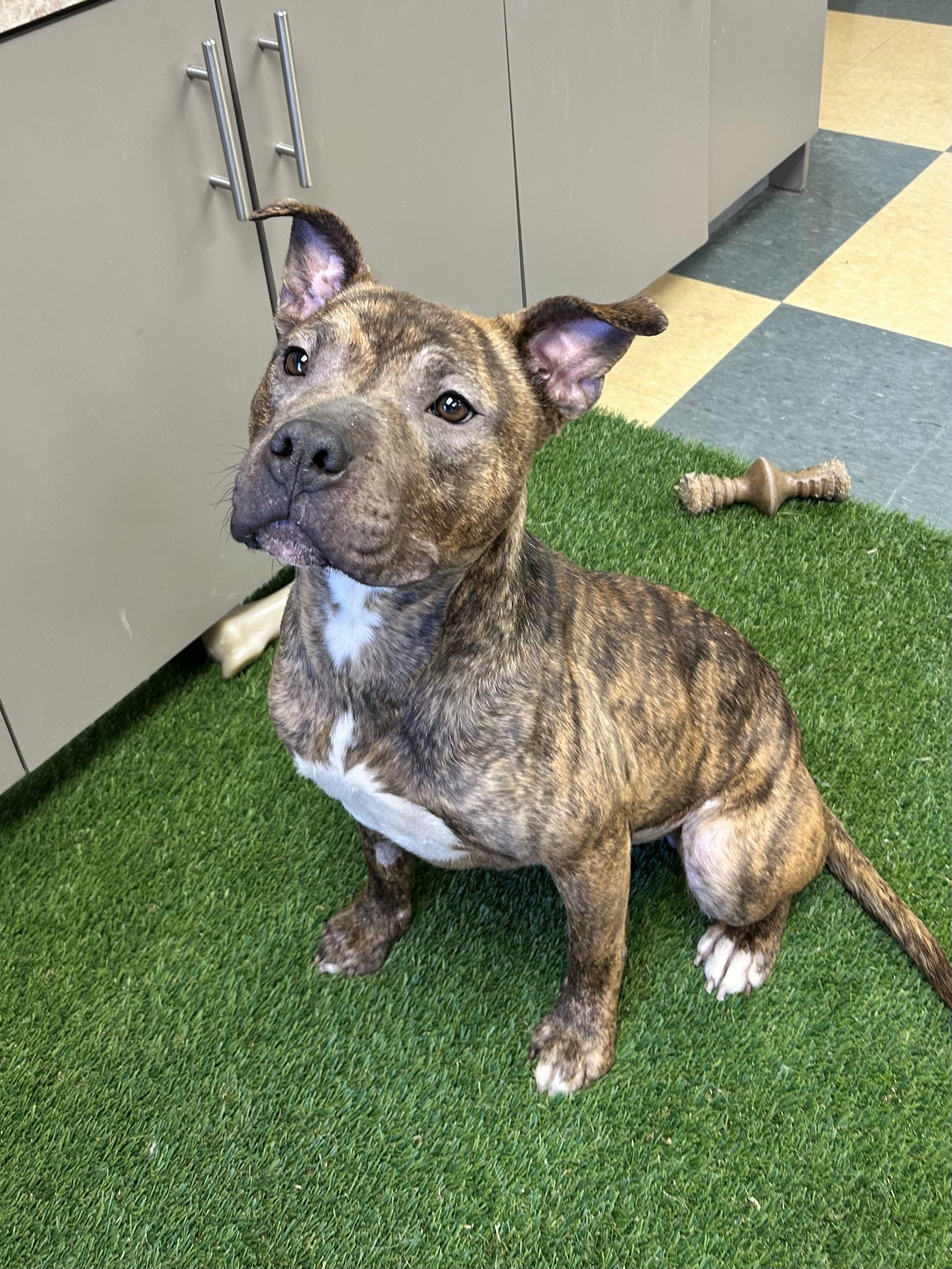 Jelly Bean, adoptable, Young Female Bulldog.