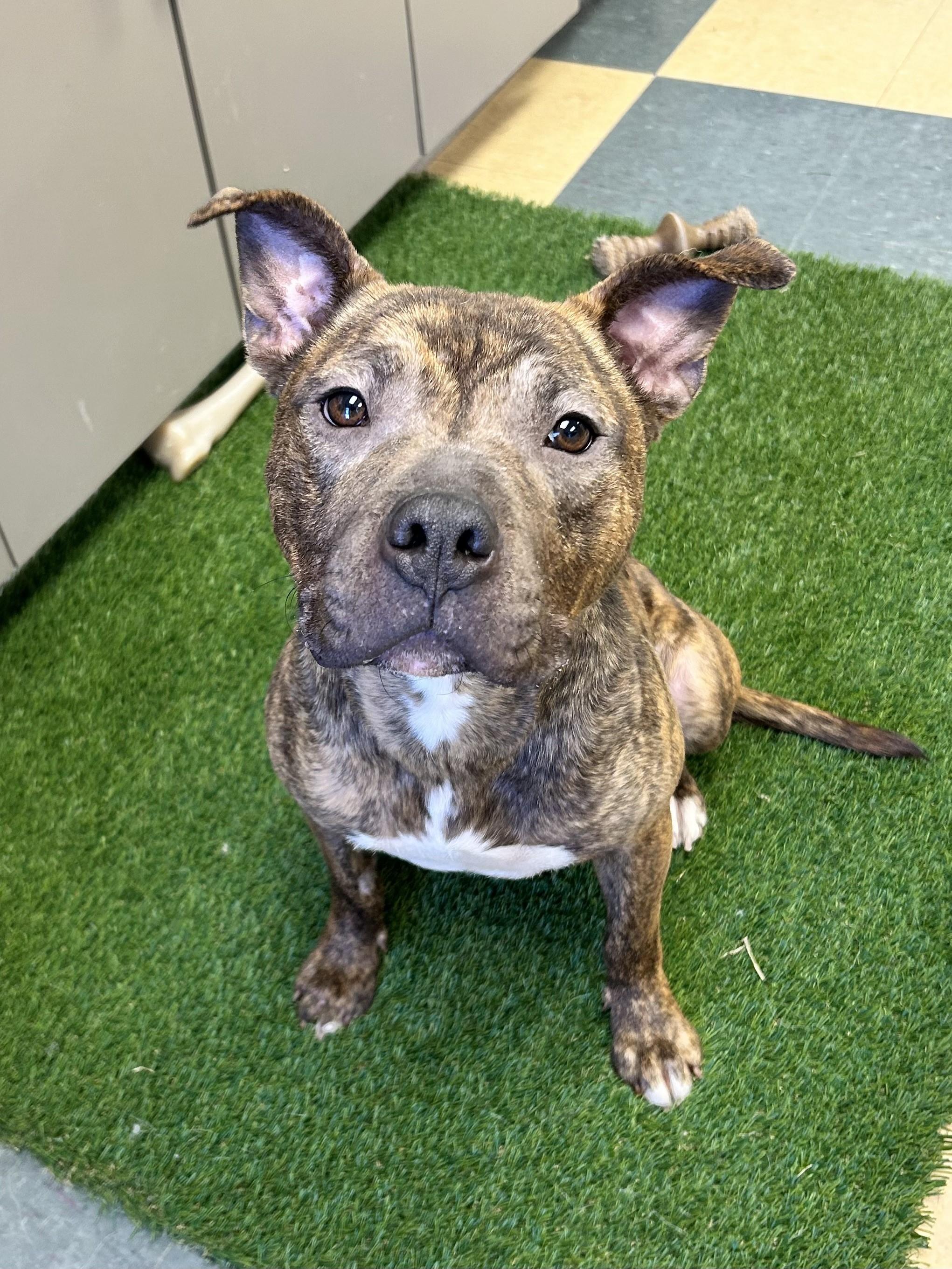 Jelly Bean, an adoptable Bulldog in Caledon, ON image 2/6