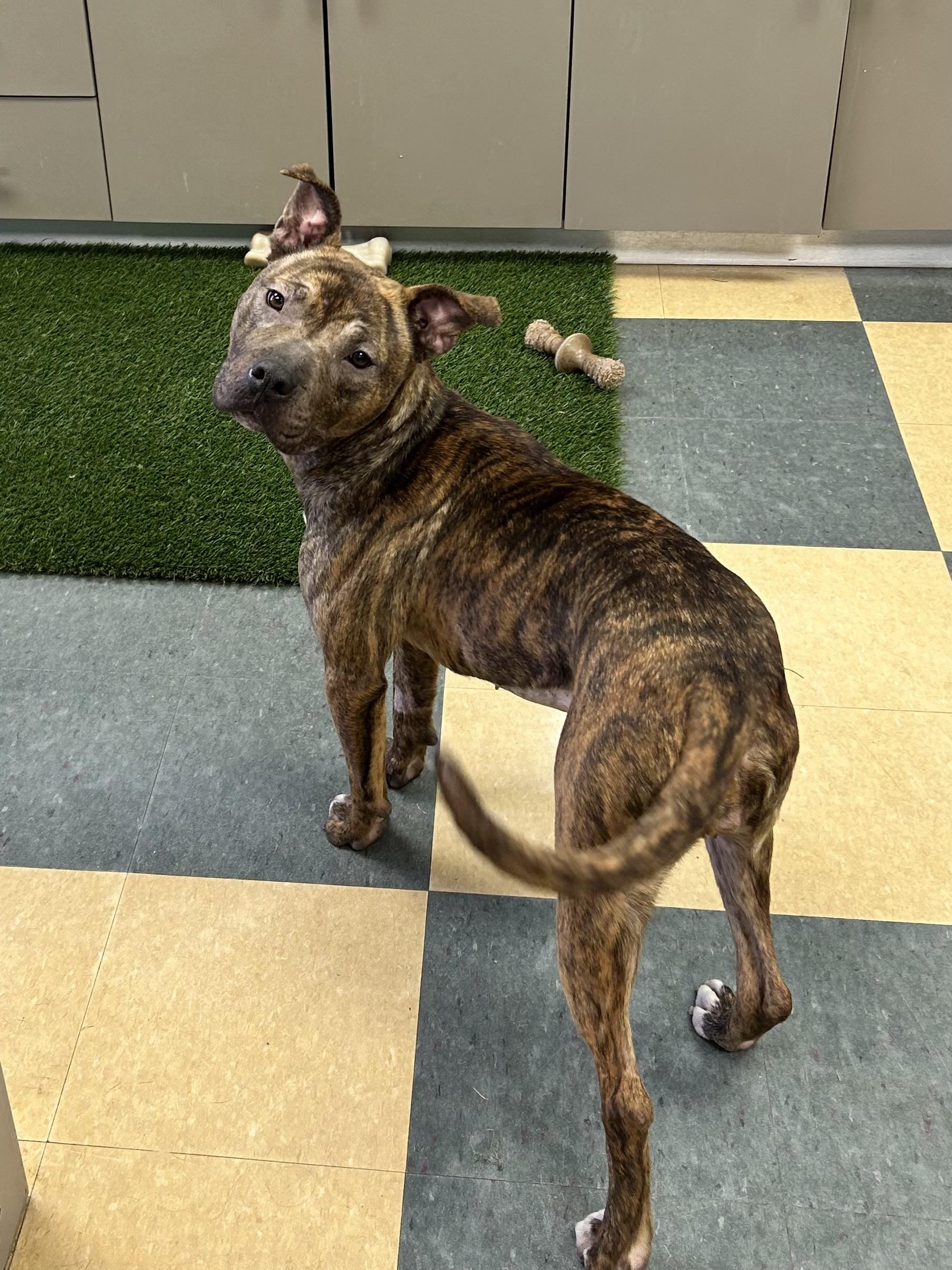 Jelly Bean, an adoptable Bulldog in Caledon, ON image 3/6