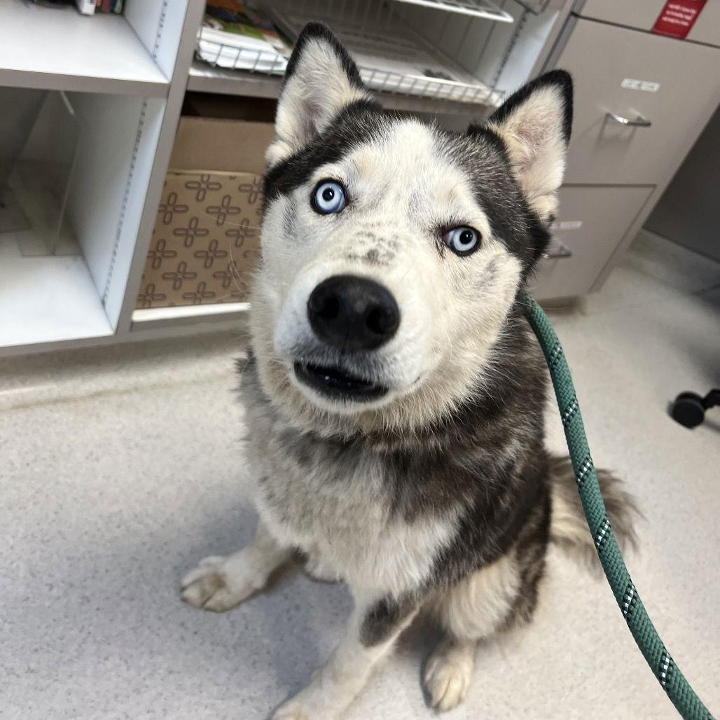 Enlarge Daisy, a Adoptable Husky in Rohnert Park, CA image 1/2
