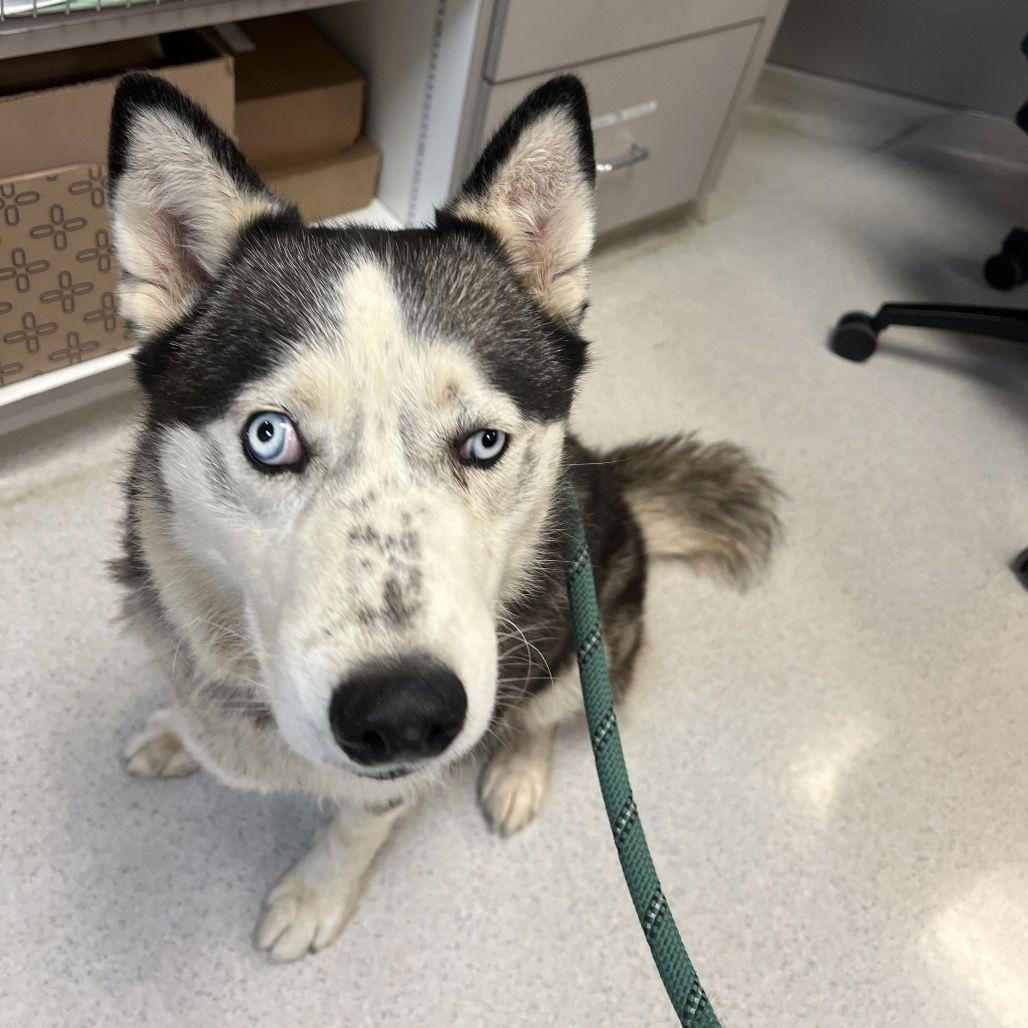 Enlarge Daisy, a Adoptable Husky in Rohnert Park, CA image 2/2