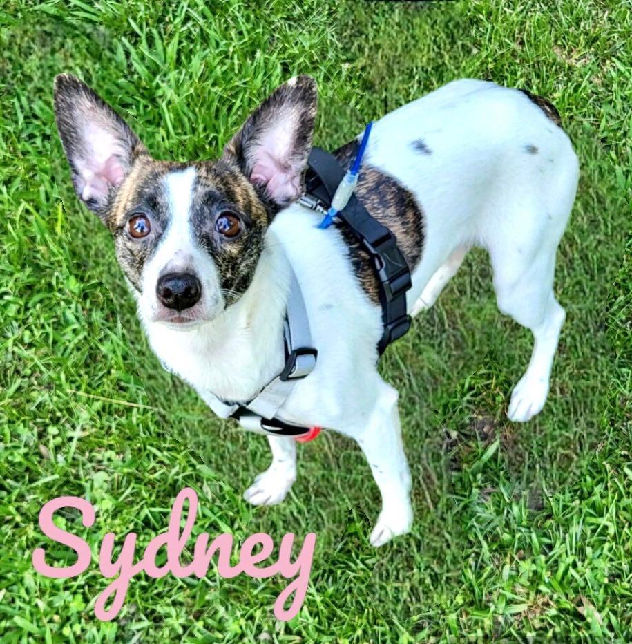 SYDNEY, a Adoptable mixed breed image 1/4