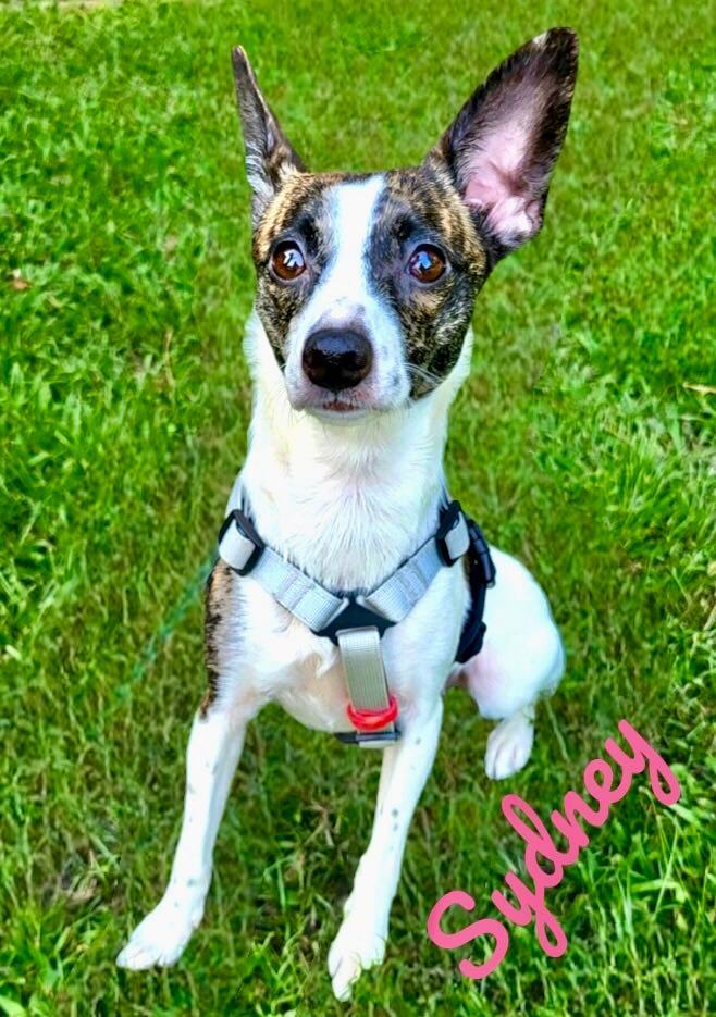 SYDNEY, a Adoptable mixed breed image 2/4