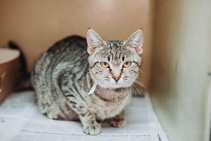 87199a Hexabella- Pounce Cat Cafe, a Adoptable Domestic Short Hair in North Charleston, SC image 1/2
