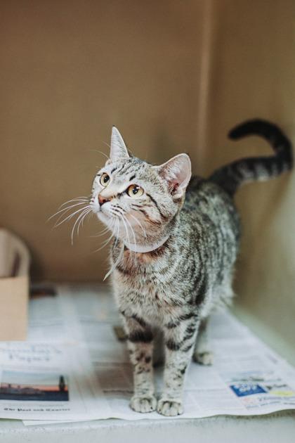 87199a Hexabella- Pounce Cat Cafe, a Adoptable Domestic Short Hair in North Charleston, SC image 2/2