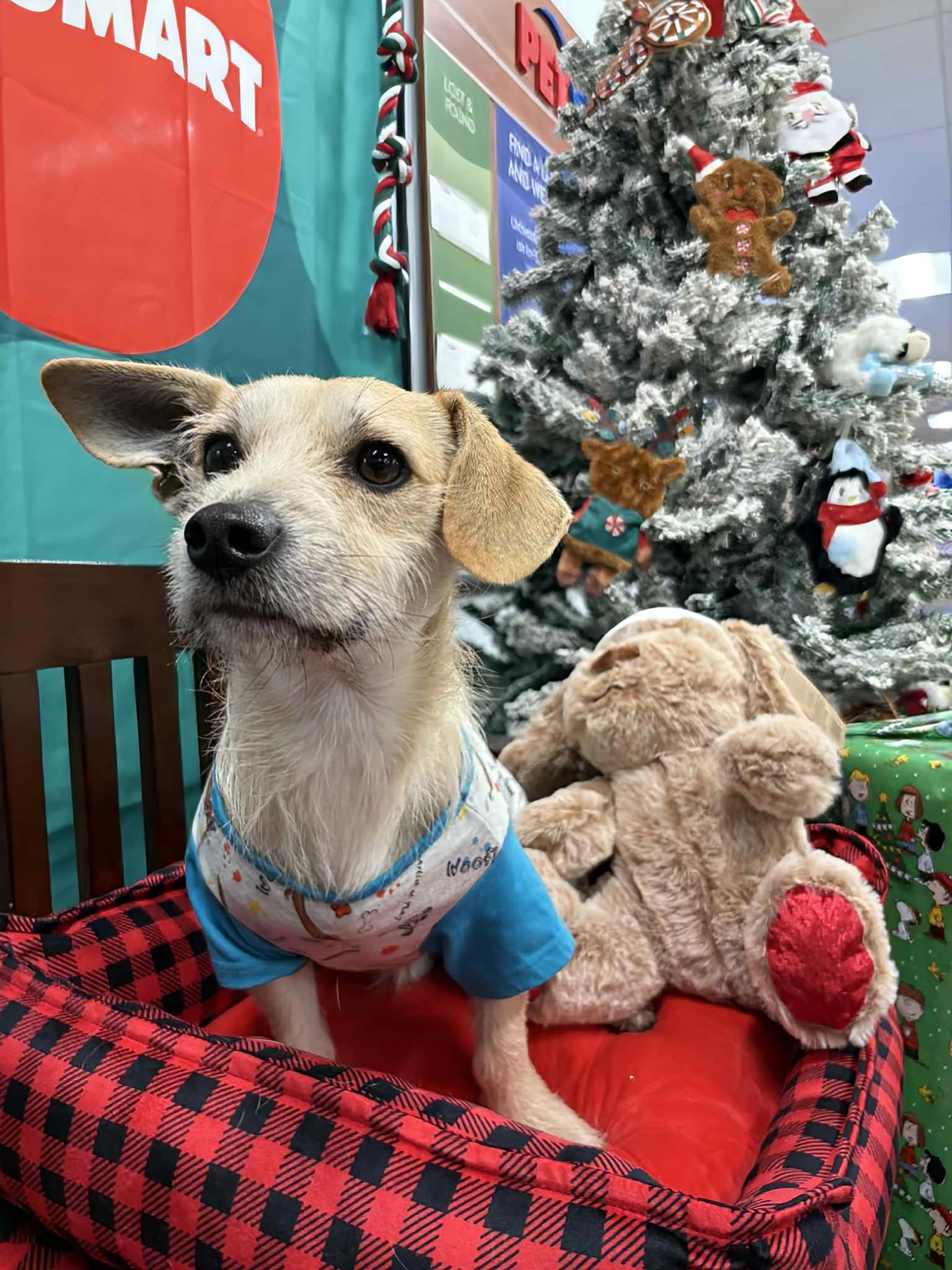 Slinky, ADOPTABLE, Adult Male Terrier.