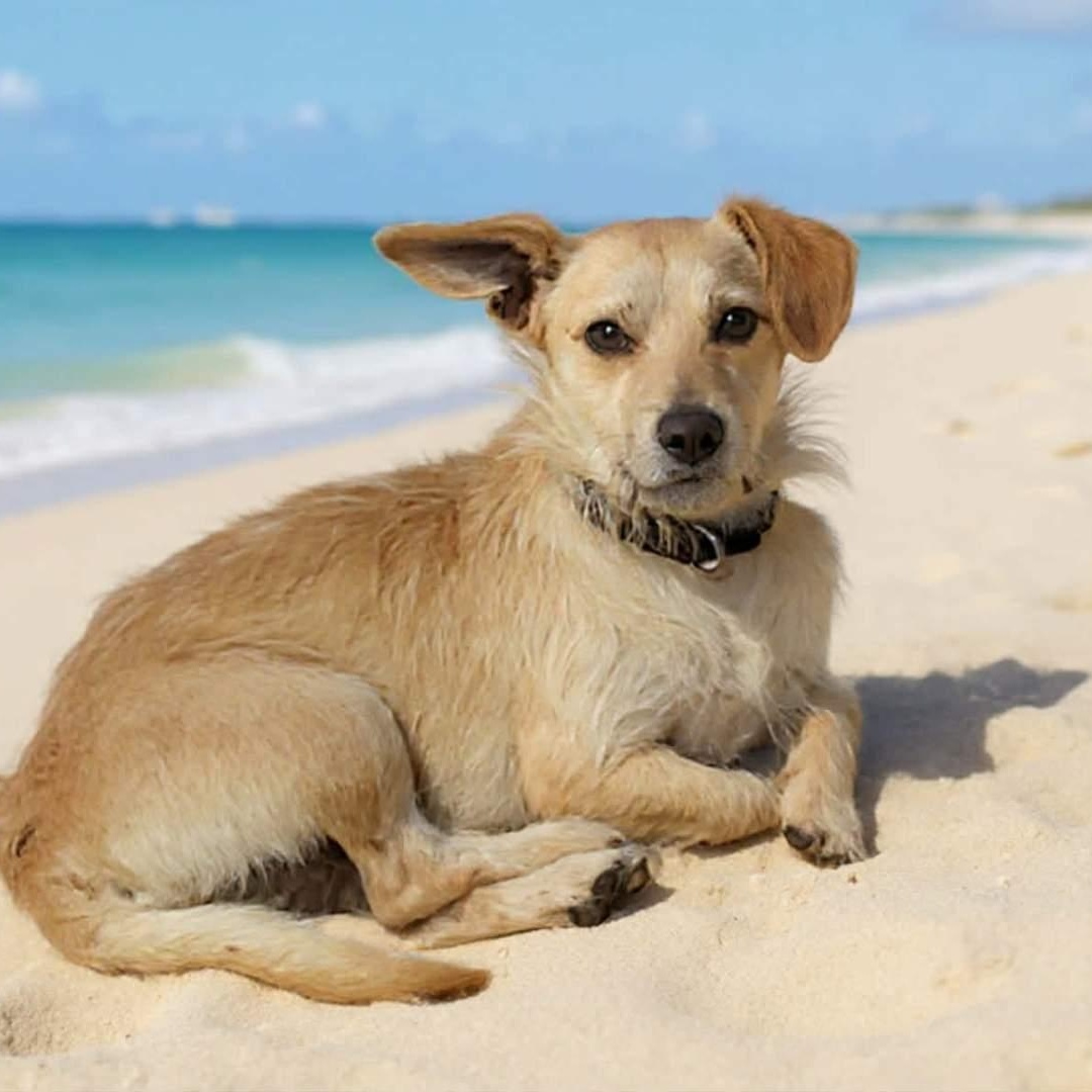 Enlarge Slinky, a ADOPTABLE Terrier in San Jose, CA image 2/2