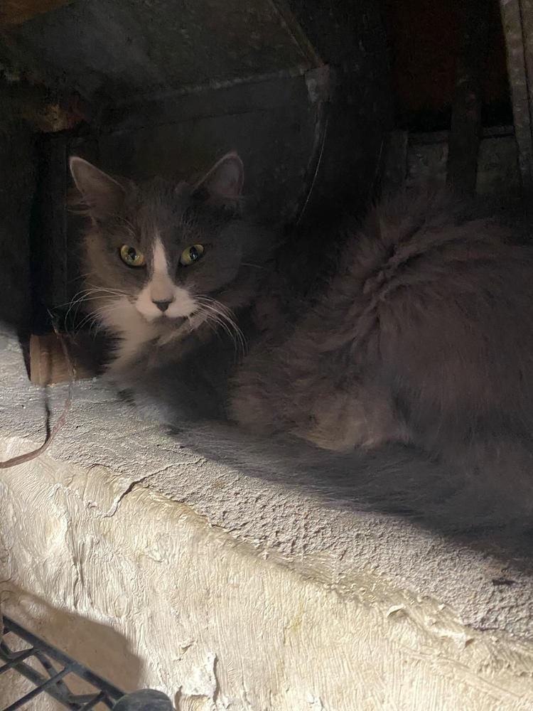 Vanya, Adoptable, Kitten Female Domestic Long Hair.