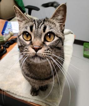 Raja — thumbnail 2