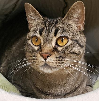 Raja — thumbnail 3