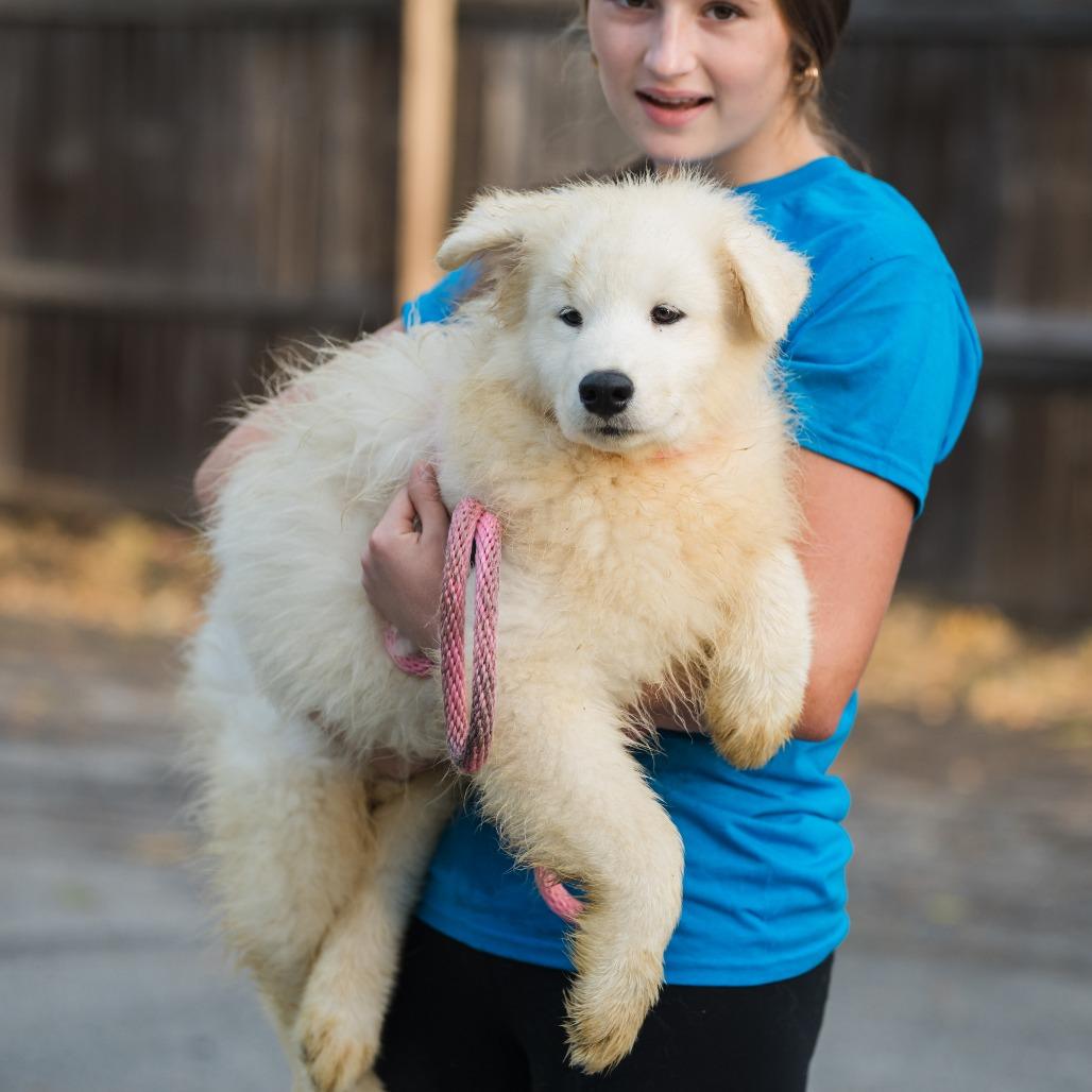 Alfredo, an adoptable Samoyed in Chester Springs, PA, 19425 | Photo Image 2