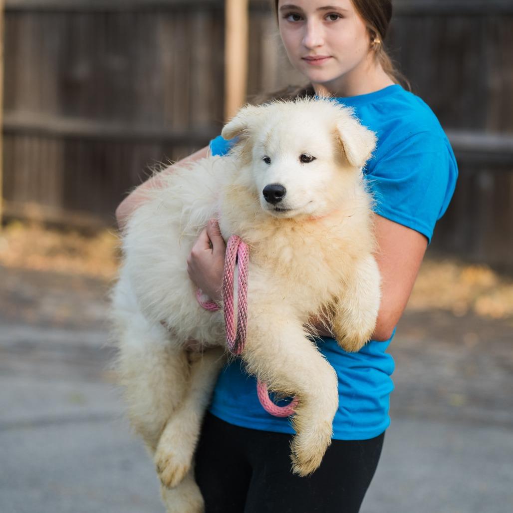 Alfredo, an adoptable Samoyed in Chester Springs, PA, 19425 | Photo Image 3