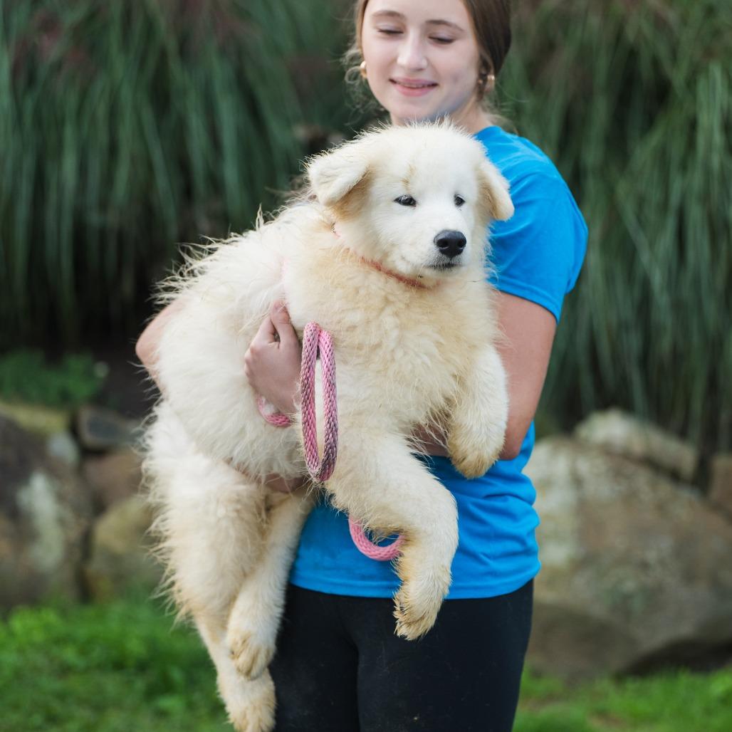 Alfredo, an adoptable Samoyed in Chester Springs, PA, 19425 | Photo Image 4