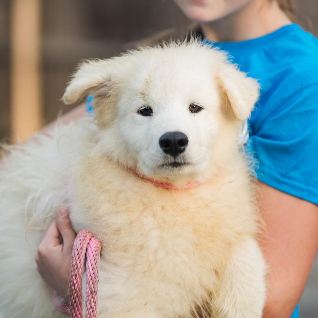 Alfredo, an adoptable Samoyed in Chester Springs, PA, 19425 | Photo Image 1