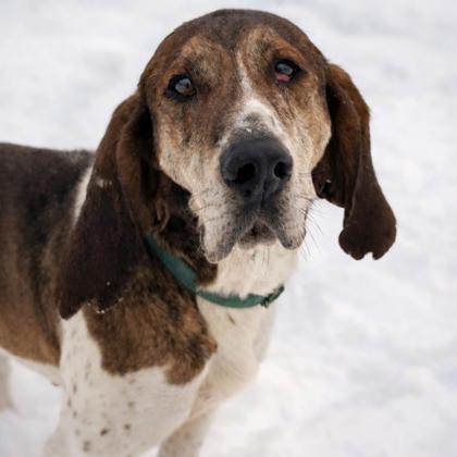 Frank, Adoptable, Adult Male Hound & Mixed Breed.