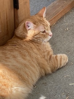 Zander (bonded pair with Honey), Adopted, Adult Male Domestic Short Hair.