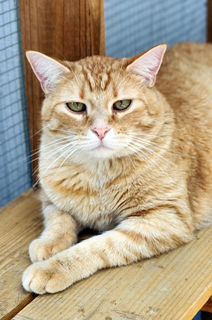 Enlarge Zander (bonded pair with Honey), a Adopted mixed breed in Longmont, CO image 2/16