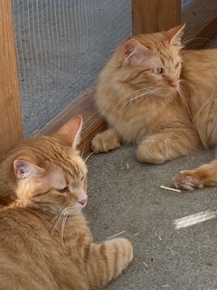 Enlarge Zander (bonded pair with Honey), a Adopted mixed breed in Longmont, CO image 3/16