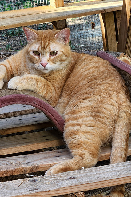 Enlarge Zander (bonded pair with Honey), a Adopted mixed breed in Longmont, CO image 4/16