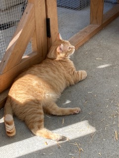 Enlarge Zander (bonded pair with Honey), a Adopted mixed breed in Longmont, CO image 5/16