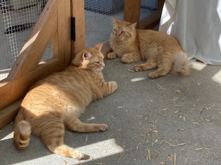 Enlarge Zander (bonded pair with Honey), a Adopted mixed breed in Longmont, CO image 6/16