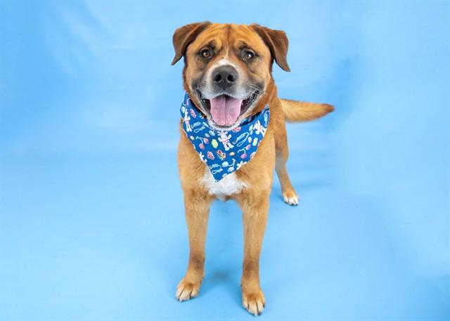 Enlarge BIGGLESWORTH, a Adoptable mixed breed in Colorado Springs, CO image 1/1
