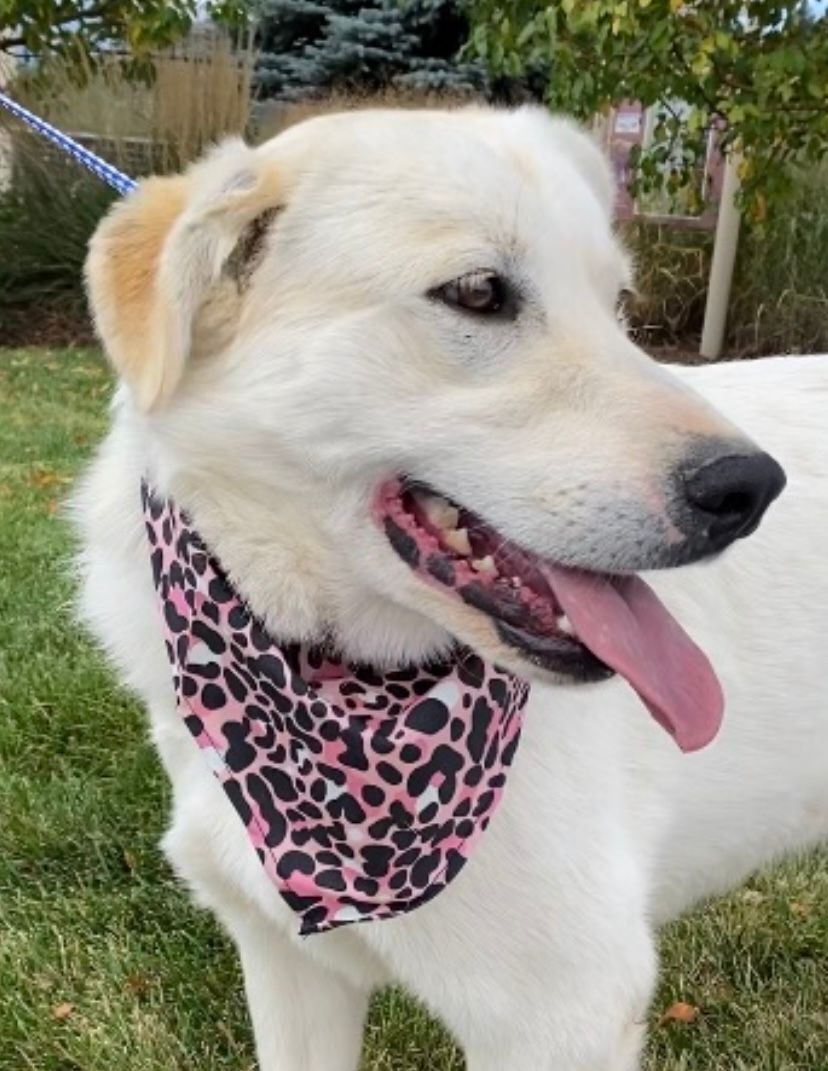 Enlarge Lacee, a Adoptable mixed breed in San Luis, CO image 1/12