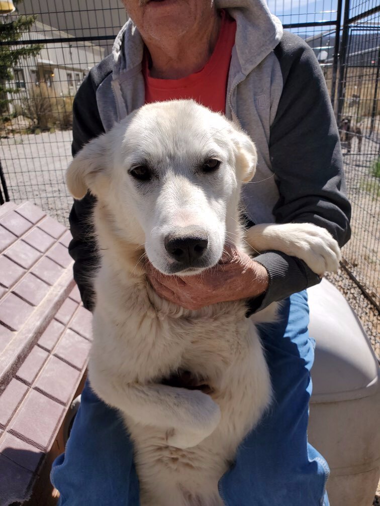 Enlarge Lacee, a Adoptable mixed breed in San Luis, CO image 2/12
