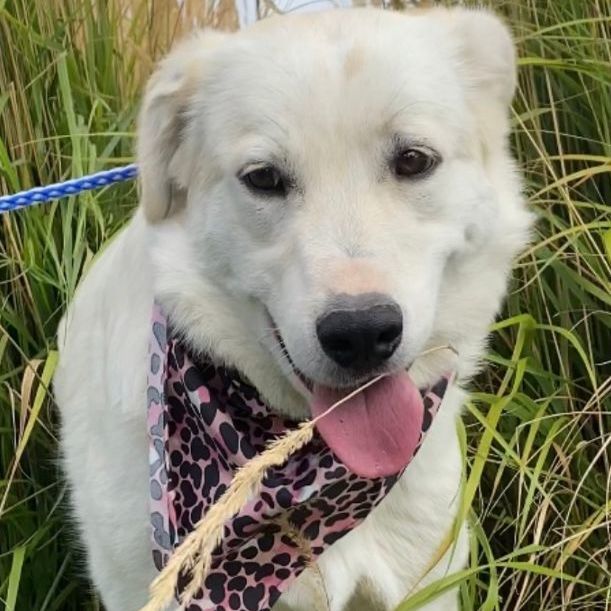 Enlarge Lacee, a Adoptable mixed breed in San Luis, CO image 3/12