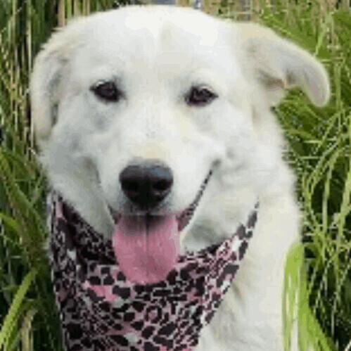 Enlarge Lacee, a Adoptable mixed breed in San Luis, CO image 4/12