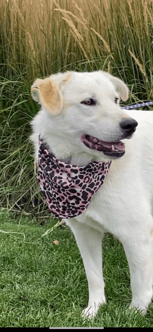 Enlarge Lacee, a Adoptable mixed breed in San Luis, CO image 6/12