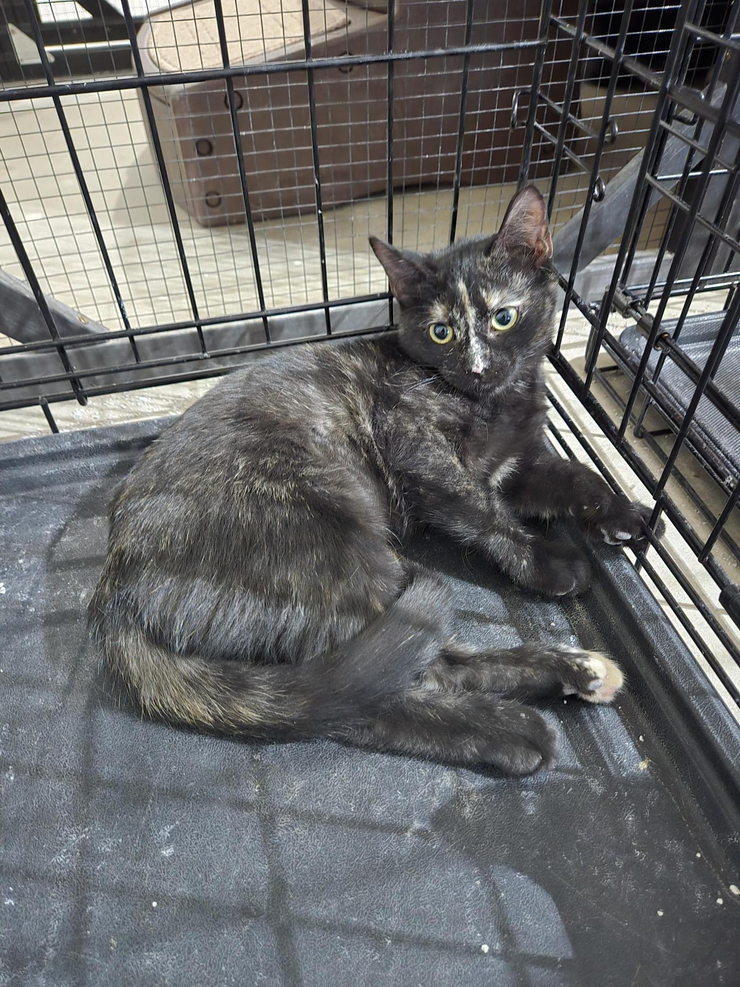 Yoda, an adoptable Domestic Short Hair in Steamboat Springs, CO, 80477 | Photo Image 1