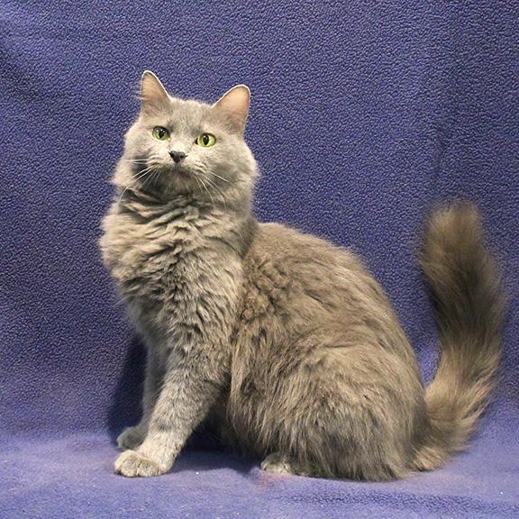 Ashley, ADOPTABLE, Adult Female Maine Coon & Domestic Long Hair.