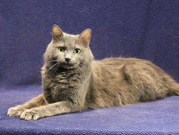 Enlarge Ashley, a ADOPTABLE mixed breed in Overland Park, KS image 2/2