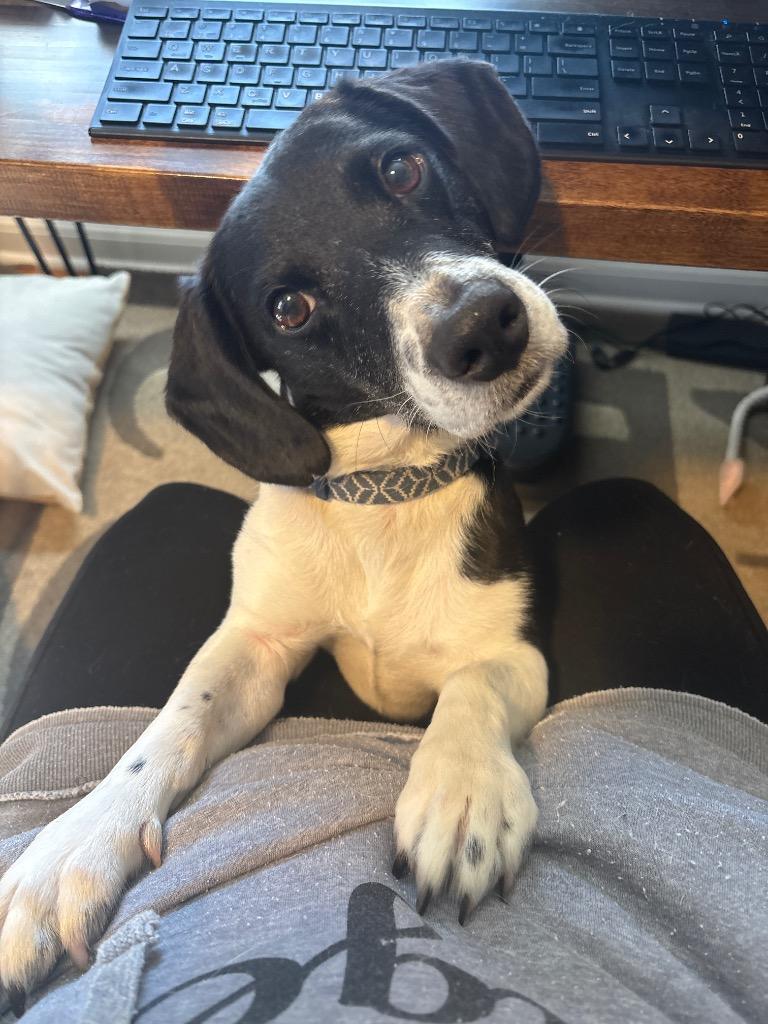 Panda, a Adoptable mixed breed in Johnston, IA image 1/3