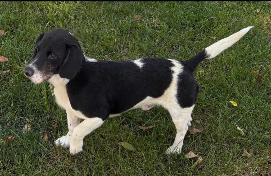 Enlarge Panda, a Adoptable mixed breed in Johnston, IA image 1/3
