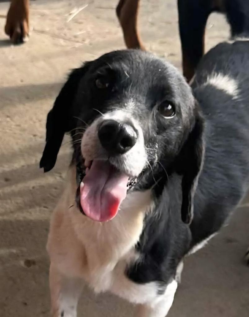 Panda, a Adoptable mixed breed in Johnston, IA image 2/3