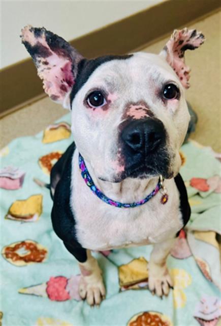 Enlarge CALYPSO, a Adoptable Pit Bull Terrier in Newton, NC image 1/1